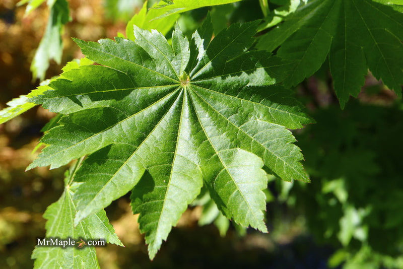 - Acer pseudosieboldianum ssp takesimense Ulleung-do Island Maple - Mr Maple │ Buy Japanese Maple Trees