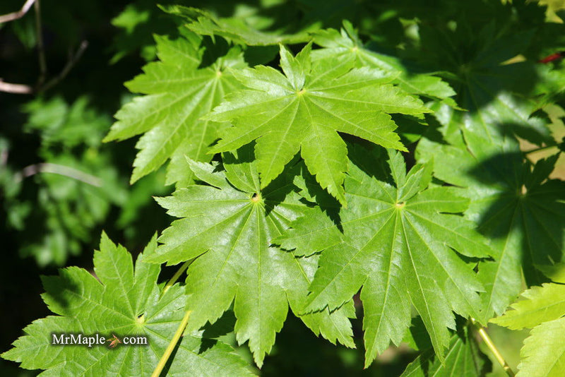 - Acer pseudosieboldianum ssp takesimense Ulleung-do Island Maple - Mr Maple │ Buy Japanese Maple Trees
