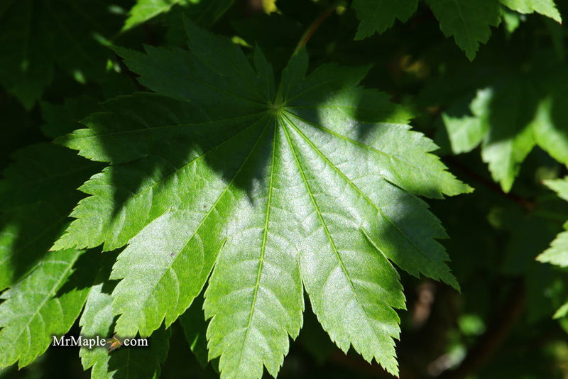 - Acer pseudosieboldianum ssp takesimense Ulleung-do Island Maple - Mr Maple │ Buy Japanese Maple Trees
