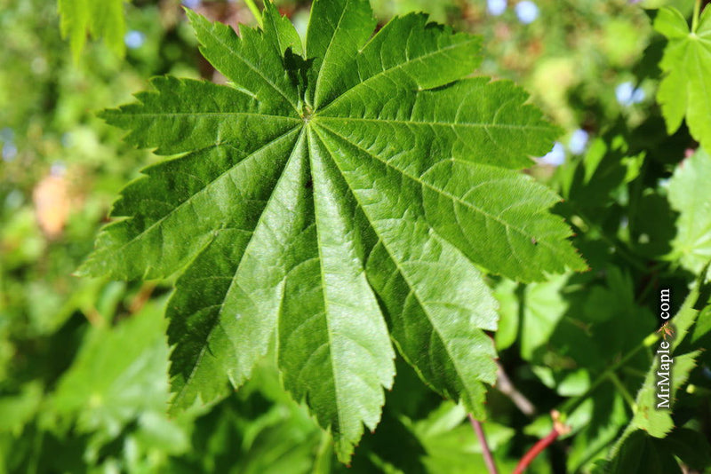 - Acer pseudosieboldianum ssp takesimense Ulleung-do Island Maple - Mr Maple │ Buy Japanese Maple Trees