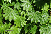 - Acer pseudosieboldianum ssp takesimense Ulleung-do Island Maple - Mr Maple │ Buy Japanese Maple Trees