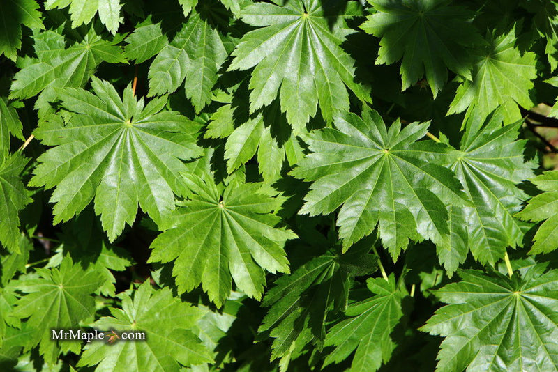 - Acer pseudosieboldianum ssp takesimense Ulleung-do Island Maple - Mr Maple │ Buy Japanese Maple Trees