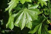 - Acer pseudosieboldianum ssp takesimense Ulleung-do Island Maple - Mr Maple │ Buy Japanese Maple Trees
