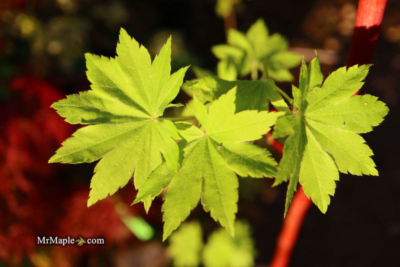 - Acer pseudosieboldianum ssp takesimense Ulleung-do Island Maple - Mr Maple │ Buy Japanese Maple Trees