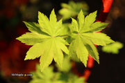 - Acer pseudosieboldianum ssp takesimense Ulleung-do Island Maple - Mr Maple │ Buy Japanese Maple Trees