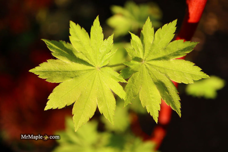 - Acer pseudosieboldianum ssp takesimense Ulleung-do Island Maple - Mr Maple │ Buy Japanese Maple Trees