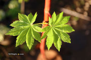 - Acer pseudosieboldianum ssp takesimense Ulleung-do Island Maple - Mr Maple │ Buy Japanese Maple Trees