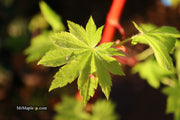 - Acer pseudosieboldianum ssp takesimense Ulleung-do Island Maple - Mr Maple │ Buy Japanese Maple Trees