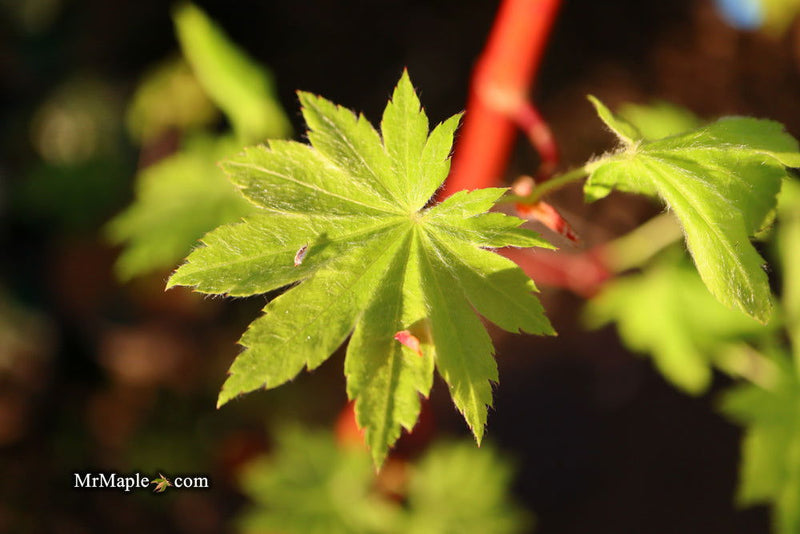 - Acer pseudosieboldianum ssp takesimense Ulleung-do Island Maple - Mr Maple │ Buy Japanese Maple Trees