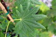 - Acer pseudosieboldianum ssp takesimense Ulleung-do Island Maple - Mr Maple │ Buy Japanese Maple Trees