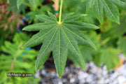 - Acer pseudosieboldianum ssp takesimense Ulleung-do Island Maple - Mr Maple │ Buy Japanese Maple Trees