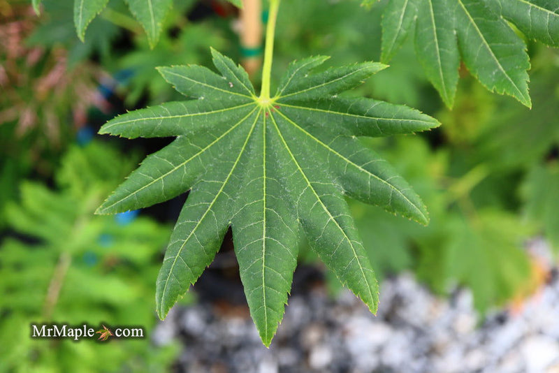 - Acer pseudosieboldianum ssp takesimense Ulleung-do Island Maple - Mr Maple │ Buy Japanese Maple Trees
