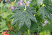 - Acer pseudosieboldianum ssp takesimense Ulleung-do Island Maple - Mr Maple │ Buy Japanese Maple Trees