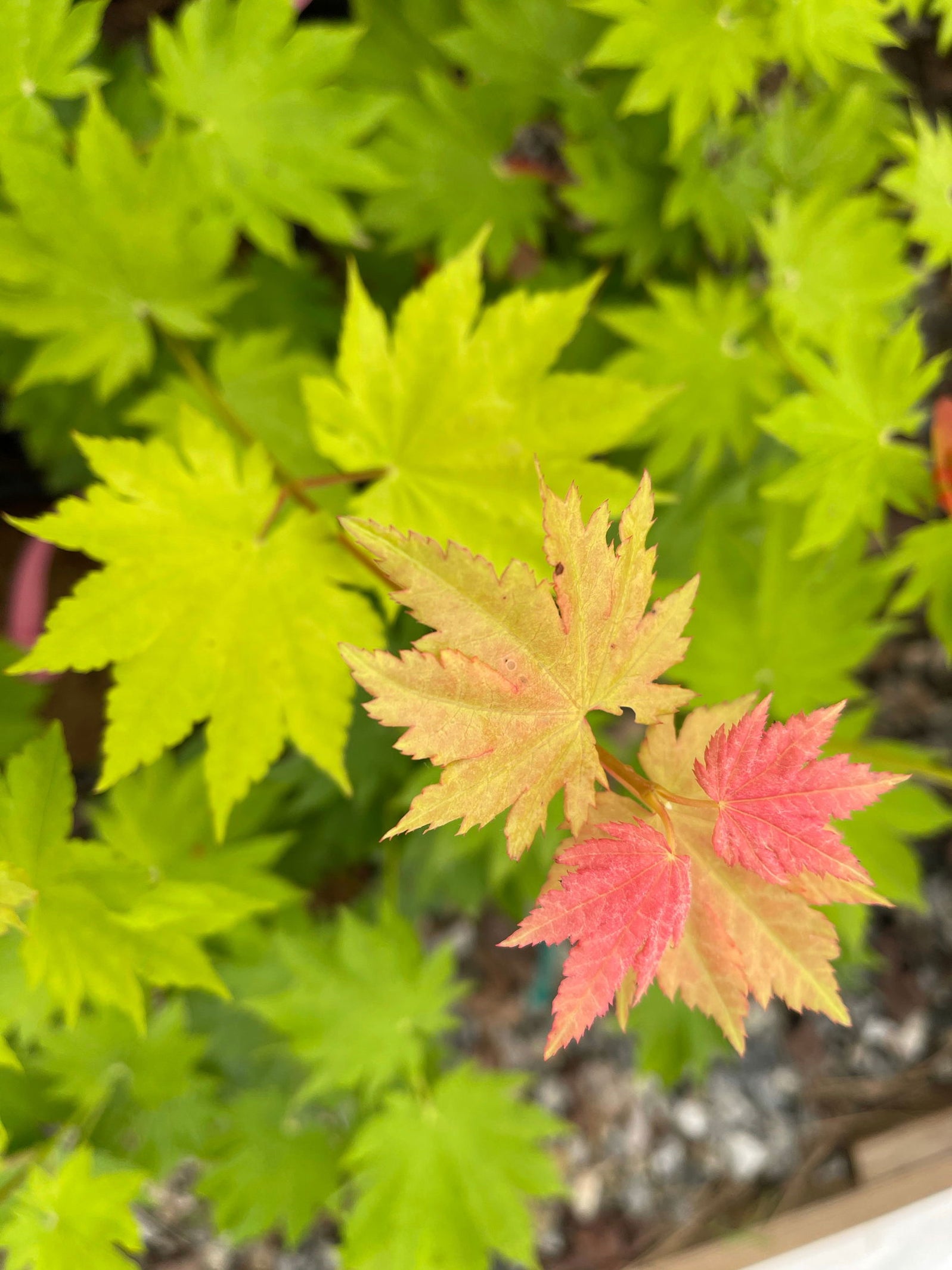 Buy Japanese Maples - MrMaple — Mr Maple │ Buy Japanese Maple Trees