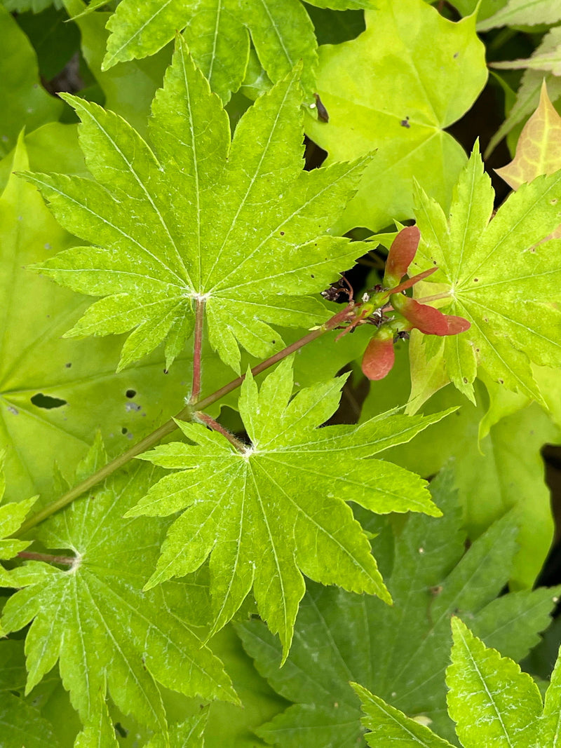 - Acer pseudosieboldianum ssp takesimense Wild Collected Maple - Mr Maple │ Buy Japanese Maple Trees