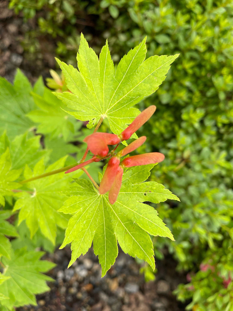- Acer pseudosieboldianum ssp takesimense Wild Collected Maple - Mr Maple │ Buy Japanese Maple Trees