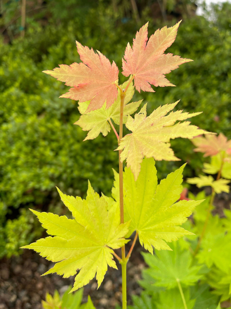 - Acer pseudosieboldianum ssp takesimense Wild Collected Maple - Mr Maple │ Buy Japanese Maple Trees