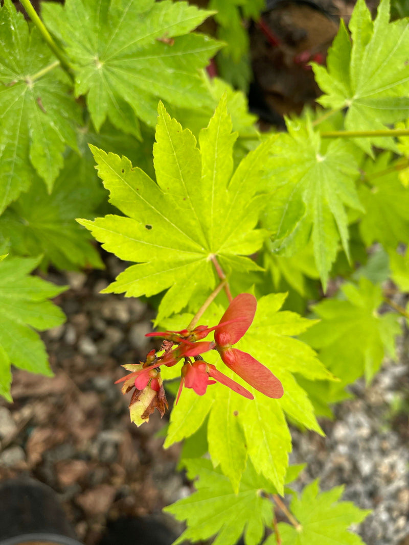 - Acer pseudosieboldianum ssp takesimense Wild Collected Maple - Mr Maple │ Buy Japanese Maple Trees