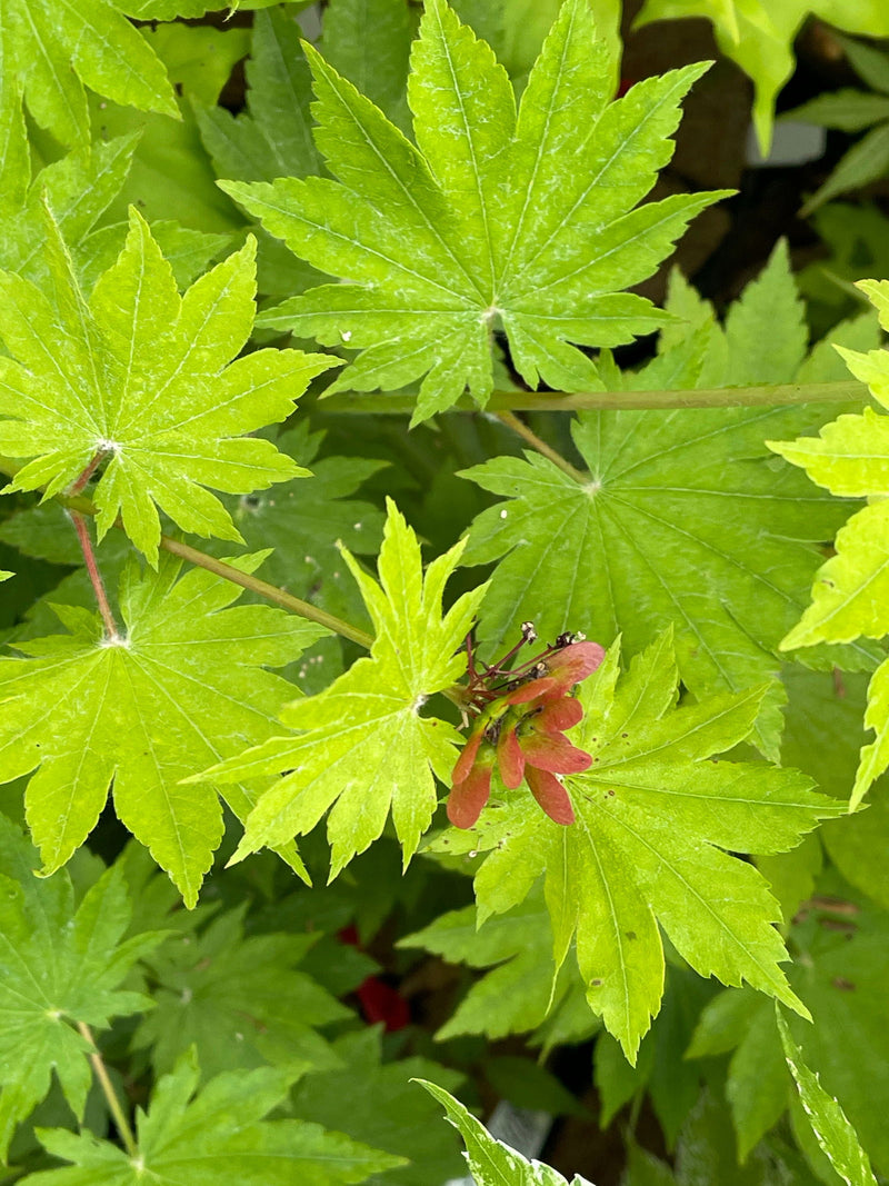 - Acer pseudosieboldianum ssp takesimense Wild Collected Maple - Mr Maple │ Buy Japanese Maple Trees
