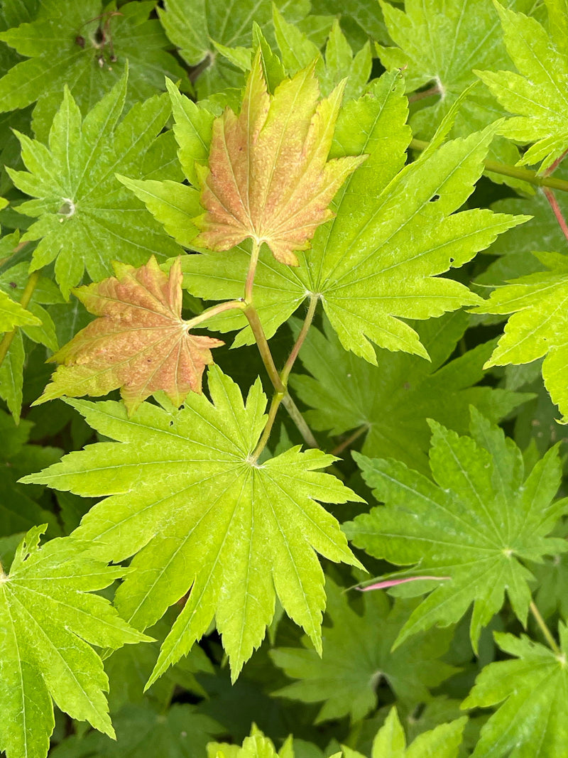 - Acer pseudosieboldianum ssp takesimense Wild Collected Maple - Mr Maple │ Buy Japanese Maple Trees