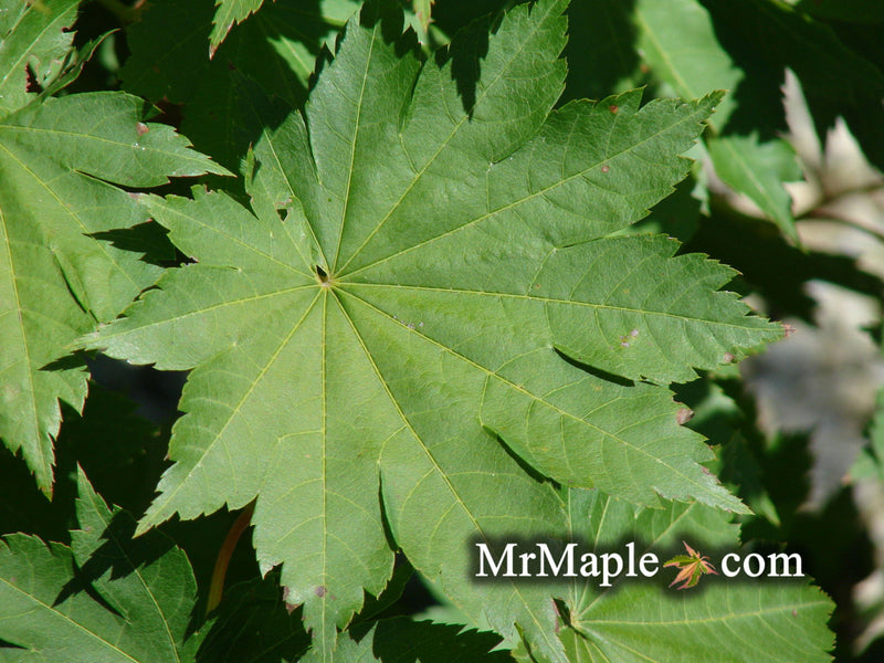 - Acer pseudosieboldianum ssp takesimense Wild Collected Maple - Mr Maple │ Buy Japanese Maple Trees