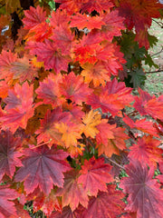 - Acer pseudosieboldianum ssp takesimense Wild Collected Maple - Mr Maple │ Buy Japanese Maple Trees