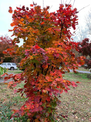 - Acer pseudosieboldianum ssp takesimense Wild Collected Maple - Mr Maple │ Buy Japanese Maple Trees