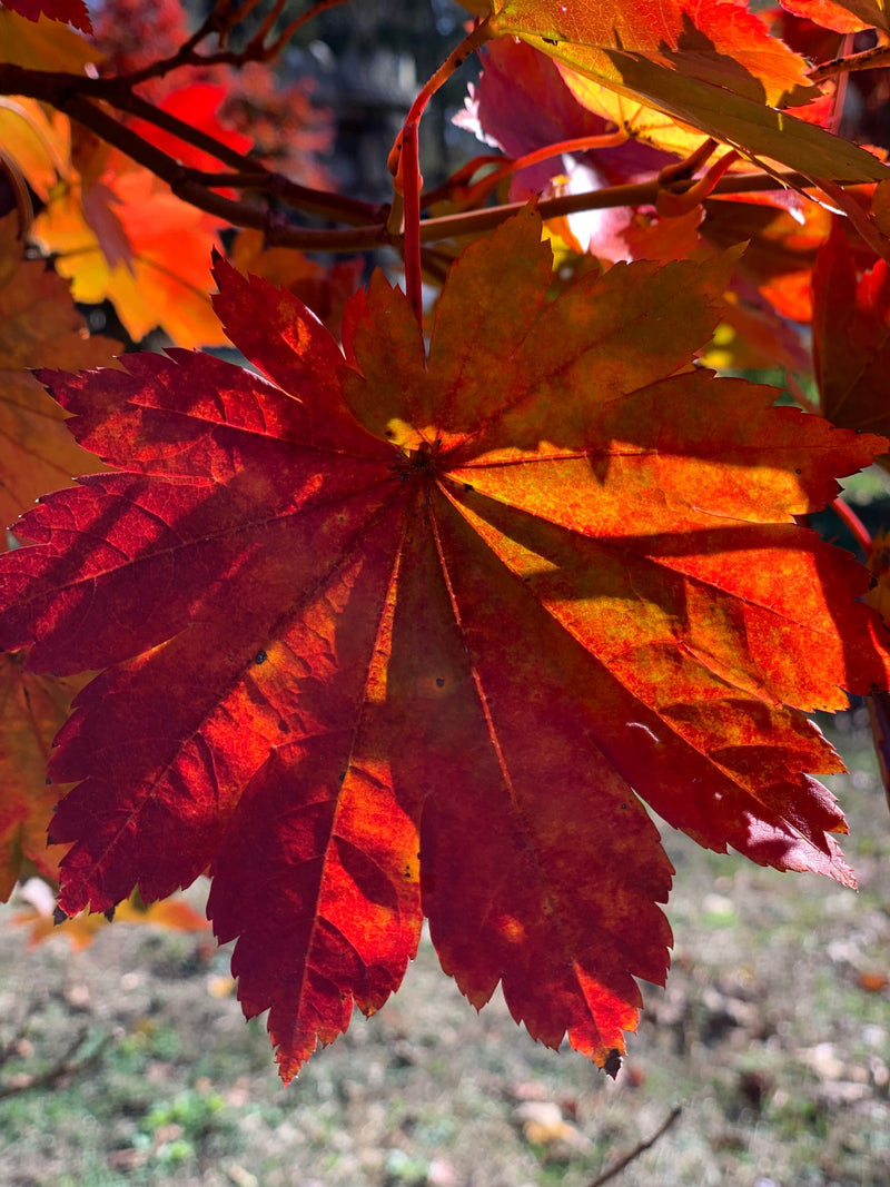 - Acer pseudosieboldianum ssp takesimense Wild Collected Maple - Mr Maple │ Buy Japanese Maple Trees