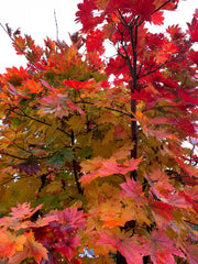 - Acer pseudosieboldianum ssp takesimense Wild Collected Maple - Mr Maple │ Buy Japanese Maple Trees