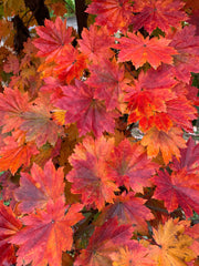 - Acer pseudosieboldianum ssp takesimense Wild Collected Maple - Mr Maple │ Buy Japanese Maple Trees