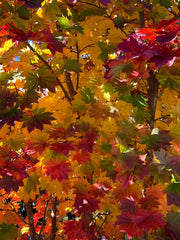 - Acer pseudosieboldianum ssp takesimense Wild Collected Maple - Mr Maple │ Buy Japanese Maple Trees
