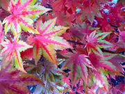 - Acer pseudosieboldianum ssp takesimense Wild Collected Maple - Mr Maple │ Buy Japanese Maple Trees