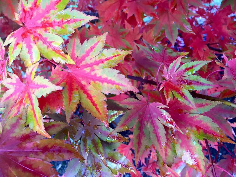 - Acer pseudosieboldianum ssp takesimense Wild Collected Maple - Mr Maple │ Buy Japanese Maple Trees