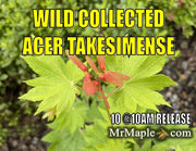 - Acer pseudosieboldianum ssp takesimense Wild Collected Maple - Mr Maple │ Buy Japanese Maple Trees