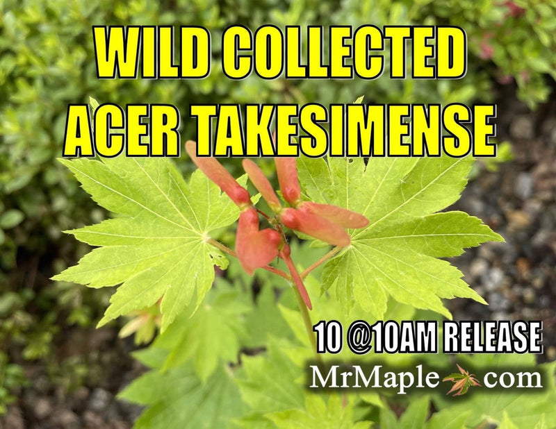 - Acer pseudosieboldianum ssp takesimense Wild Collected Maple - Mr Maple │ Buy Japanese Maple Trees
