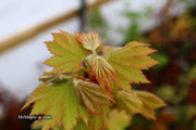 - Acer pseudosieboldianum ssp takesimense Wild Collected Maple - Mr Maple │ Buy Japanese Maple Trees
