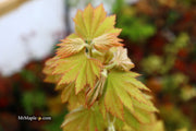 - Acer pseudosieboldianum ssp takesimense Wild Collected Maple - Mr Maple │ Buy Japanese Maple Trees