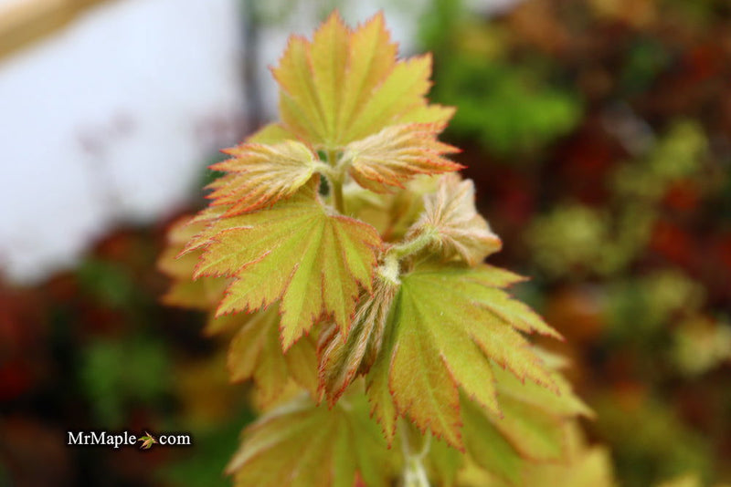 - Acer pseudosieboldianum ssp takesimense Wild Collected Maple - Mr Maple │ Buy Japanese Maple Trees