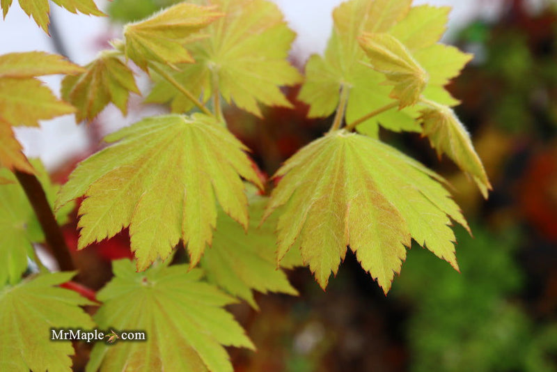 - Acer pseudosieboldianum ssp takesimense Wild Collected Maple - Mr Maple │ Buy Japanese Maple Trees