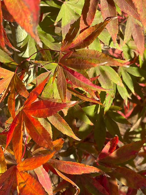 - Acer pubipalmatum 'Emerald Tiger' Variegated Chinese Maple - Mr Maple │ Buy Japanese Maple Trees