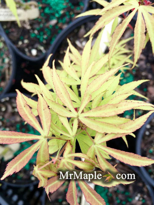 - Acer pubipalmatum 'Flying Daggers' Chinese Maple - Mr Maple │ Buy Japanese Maple Trees