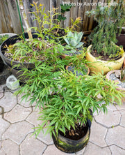 - Acer pubipalmatum 'Flying Daggers' Chinese Maple - Mr Maple │ Buy Japanese Maple Trees