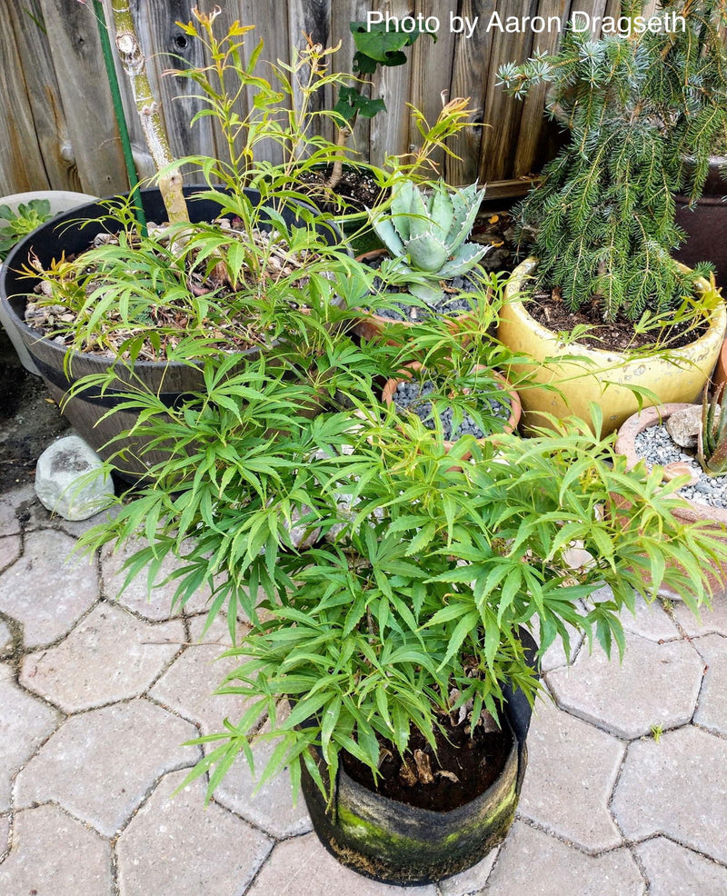 - Acer pubipalmatum 'Flying Daggers' Chinese Maple - Mr Maple │ Buy Japanese Maple Trees