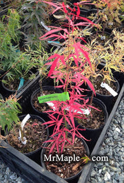 - Acer pubipalmatum 'Flying Daggers' Chinese Maple - Mr Maple │ Buy Japanese Maple Trees