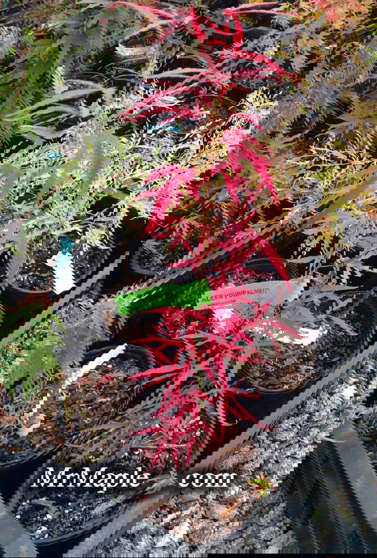 - Acer pubipalmatum 'Flying Daggers' Chinese Maple - Mr Maple │ Buy Japanese Maple Trees