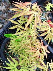 - Acer pubipalmatum 'Flying Daggers' Chinese Maple - Mr Maple │ Buy Japanese Maple Trees