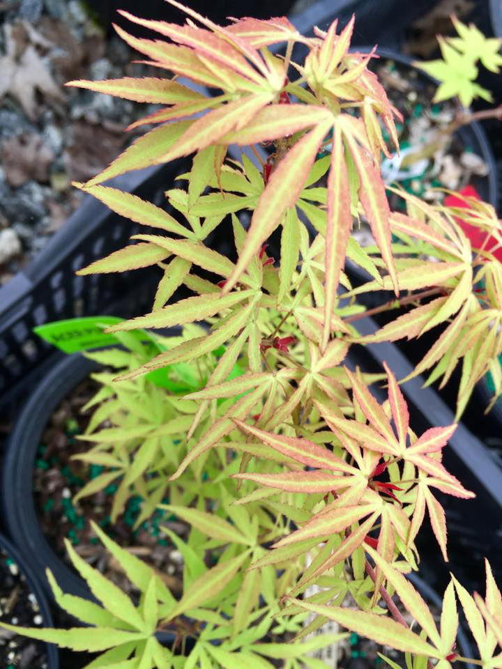 - Acer pubipalmatum 'Flying Daggers' Chinese Maple - Mr Maple │ Buy Japanese Maple Trees