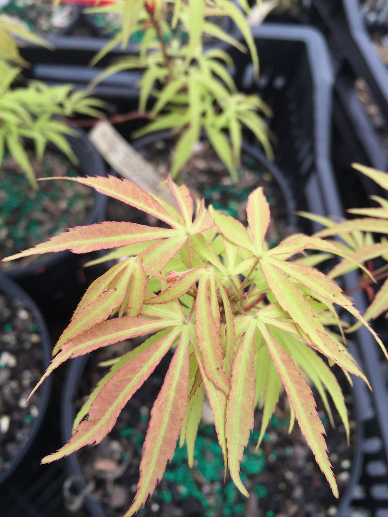 - Acer pubipalmatum 'Flying Daggers' Chinese Maple - Mr Maple │ Buy Japanese Maple Trees