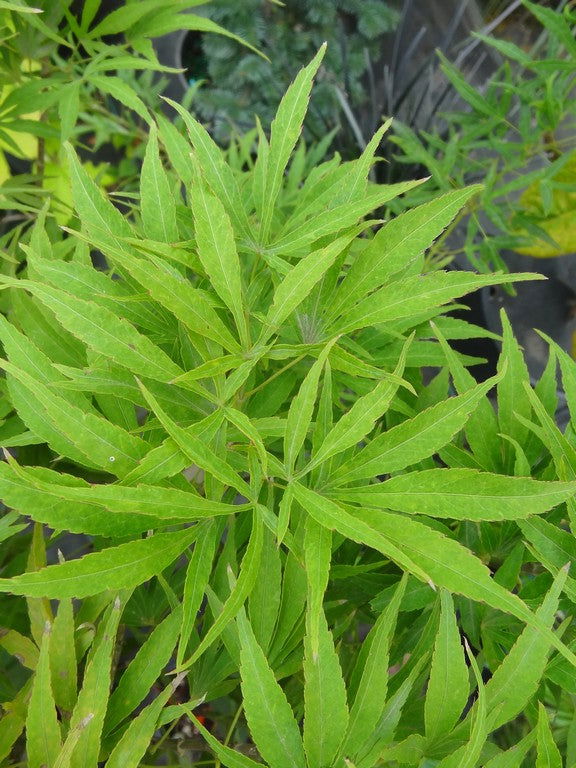 - Acer pubipalmatum 'Flying Daggers' Chinese Maple - Mr Maple │ Buy Japanese Maple Trees