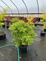- Acer pubipalmatum 'Flying Daggers' Chinese Maple - Mr Maple │ Buy Japanese Maple Trees